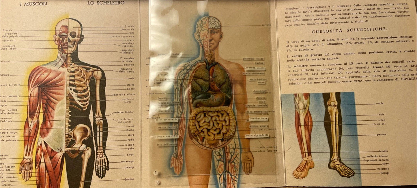 Il Corpo Umano Omaggio CO-FA Milano Medicina 1938 Bayer Muscoli Scheletro