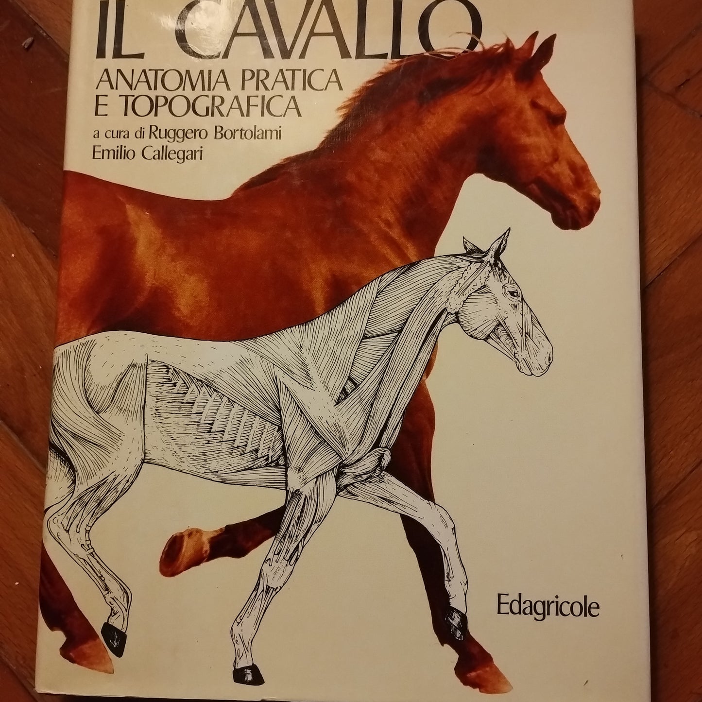 Il cavallo. Anatomia pratica e topografica - Robert Barone (Autore)  - Edagricole  1987